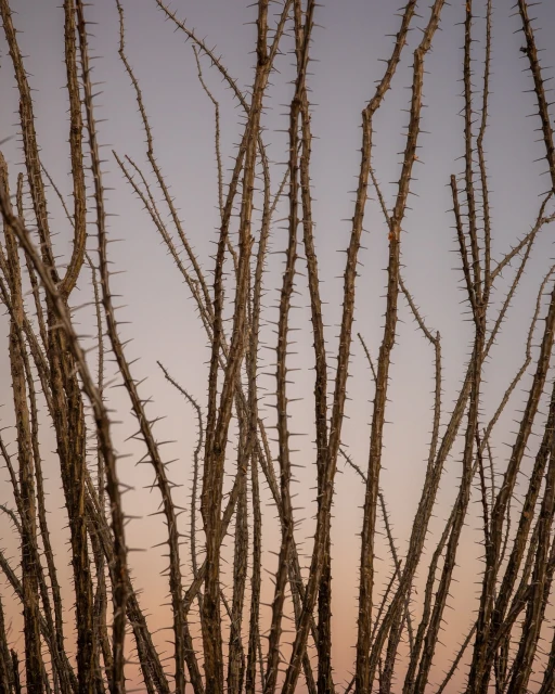 Dramatic ocotillo cactus branches with sharp thorns reach toward a soft gradient sky in a striking desert botanical close-up.