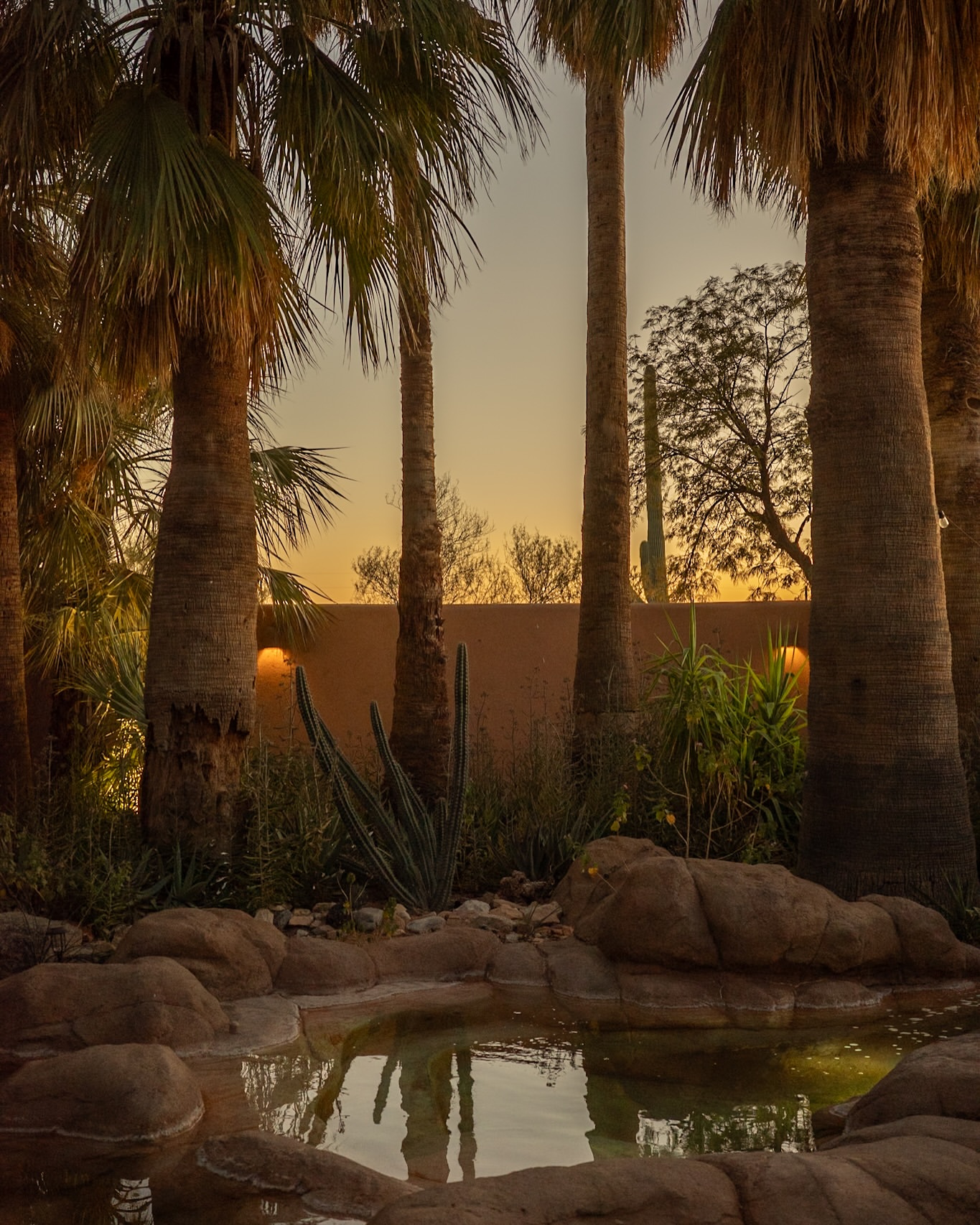Scenic view of palm trees, various cacti, and a small pool reflecting the golden hour sky in a tranquil outdoor setting.