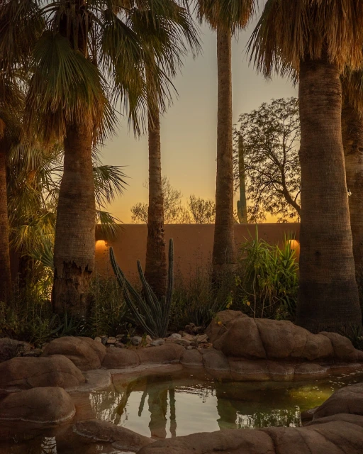 Scenic view of palm trees, various cacti, and a small pool reflecting the golden hour sky in a tranquil outdoor setting.