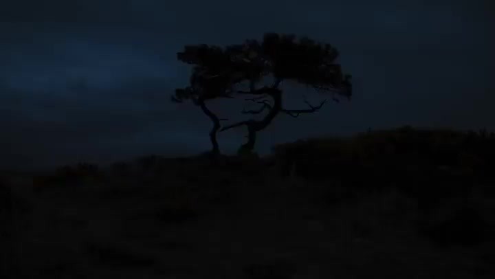Silhouette of a tree against a dark blue night sky, creating a stark contrast in a nighttime nature landscape.