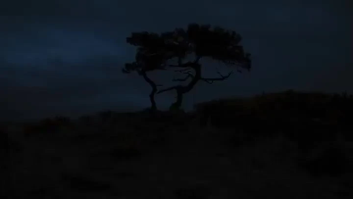 Silhouette of a tree against a dark blue night sky, creating a stark contrast in a nighttime nature landscape.