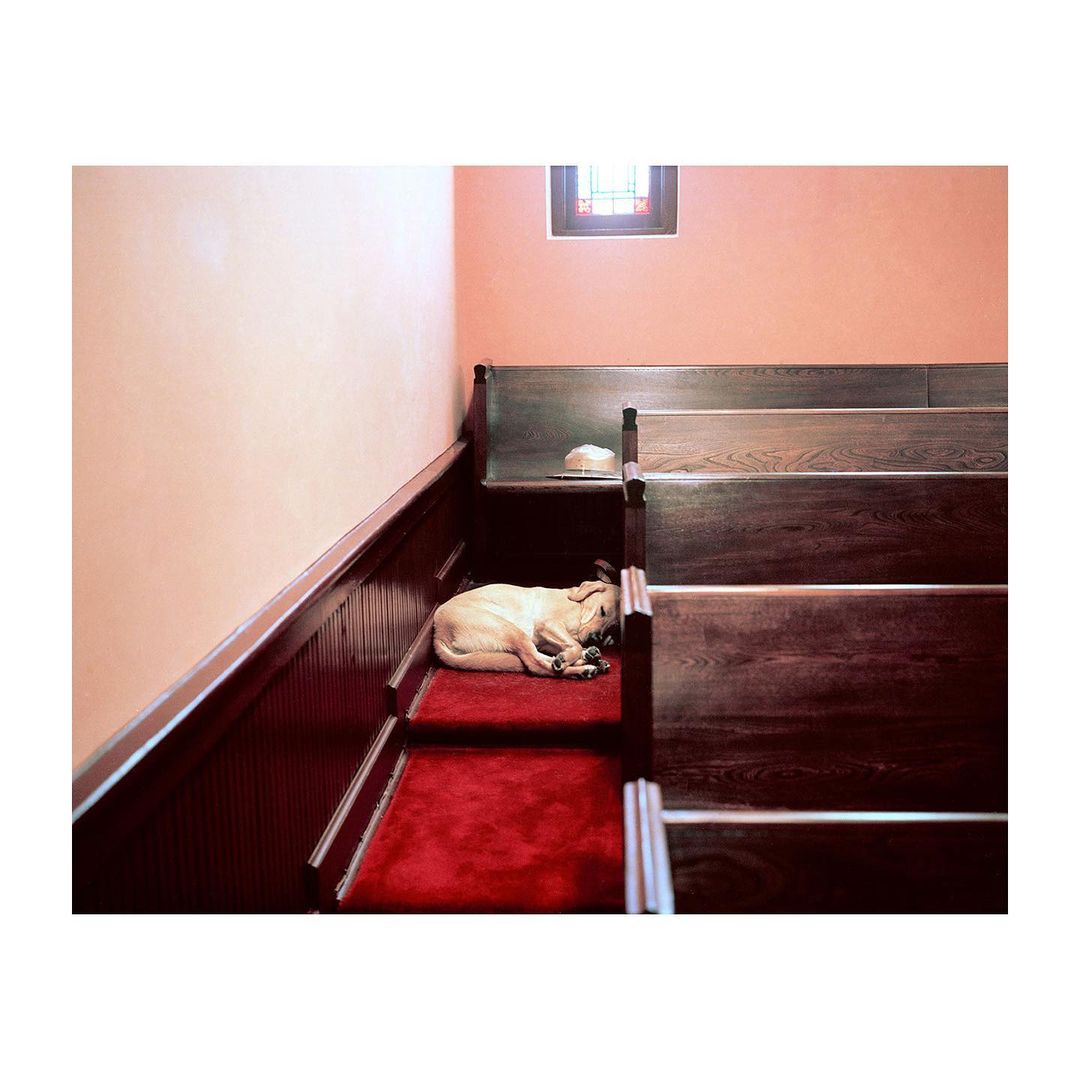 A dog sleeping peacefully on red carpeted stairs in a building, lit by a window, with a light peach wall, and dark wooden pews.