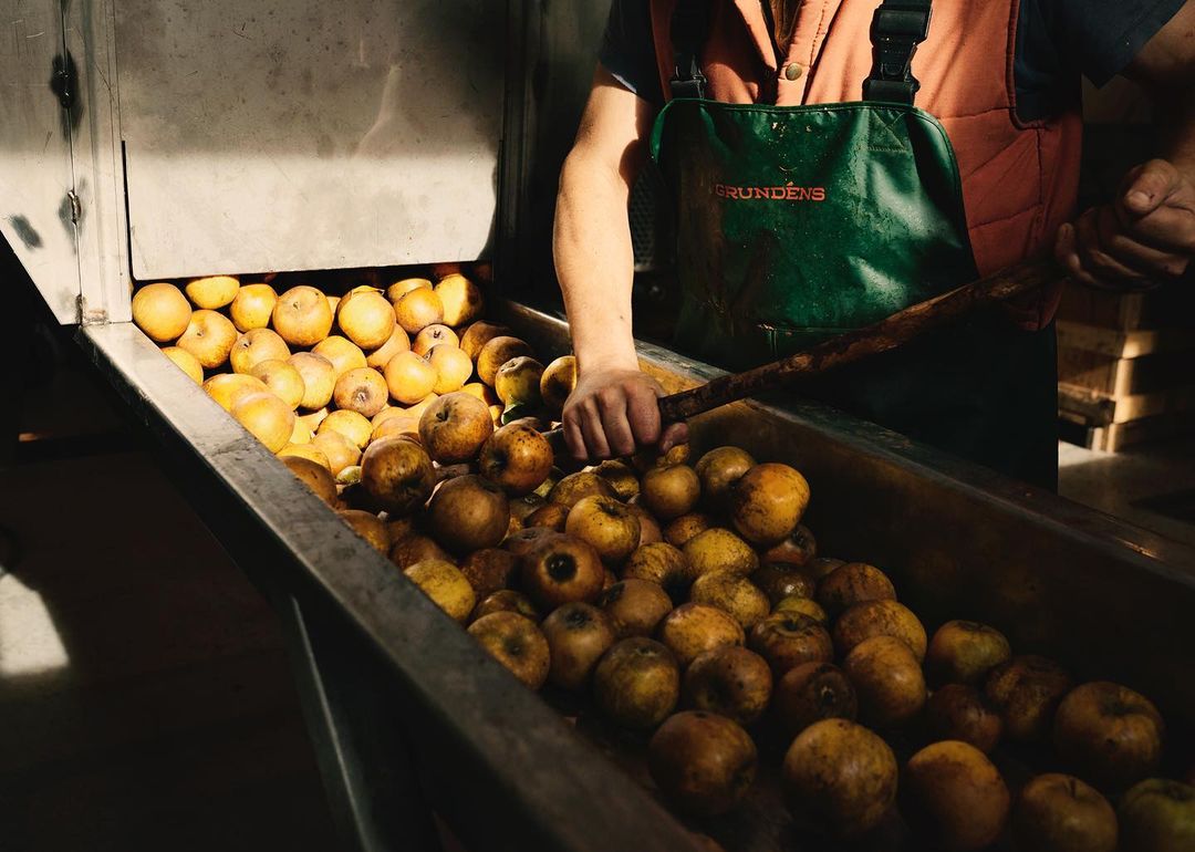 Worker handles golden apples in a stainless steel container with a wooden stick, showcasing the early stages of apple cider production.