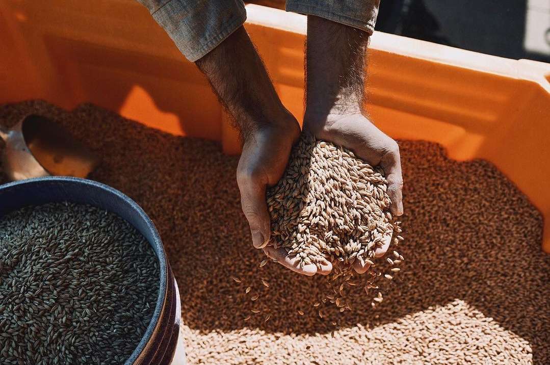 Close-up of adult male hands holding grain over a bin filled with grain, with a scoop visible in the background.