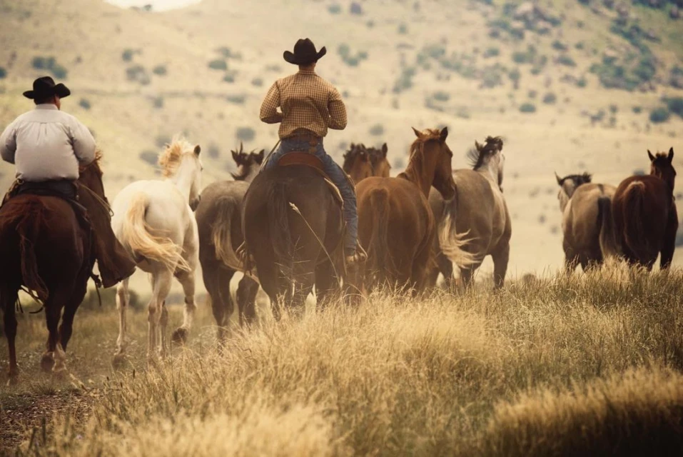 Two cowboys on horseback herd a large group of brown and white horses in a golden field under a bright sky in a rural setting.