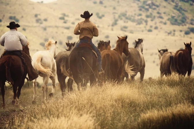 Two cowboys on horseback herd a large group of brown and white horses in a golden field under a bright sky in a rural setting.
