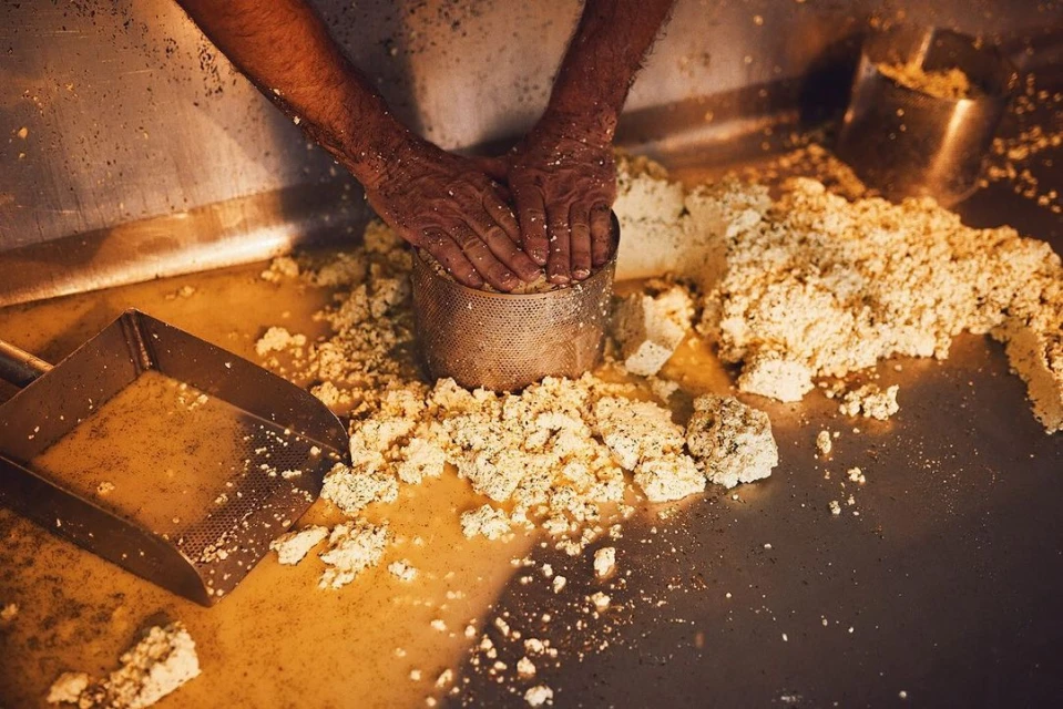 Hands compress cheese curds in a metal strainer on a stainless steel counter with whey, preparing cheese production.
