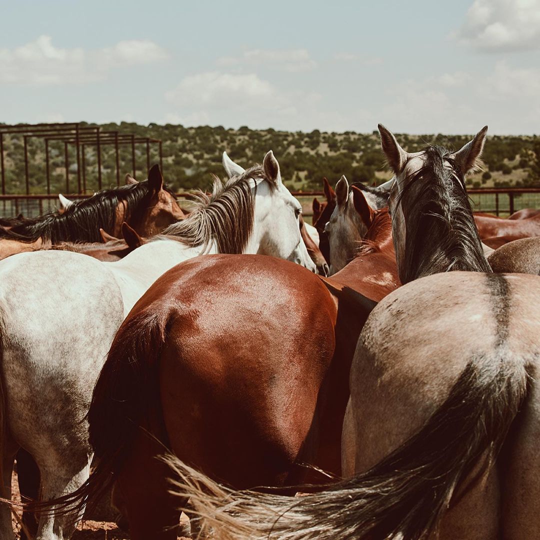 Close-up of horses huddled together outdoors, showcasing their varied colors and patterns against a natural landscape backdrop.