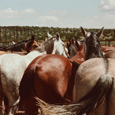 Close-up of horses huddled together outdoors, showcasing their varied colors and patterns against a natural landscape backdrop.