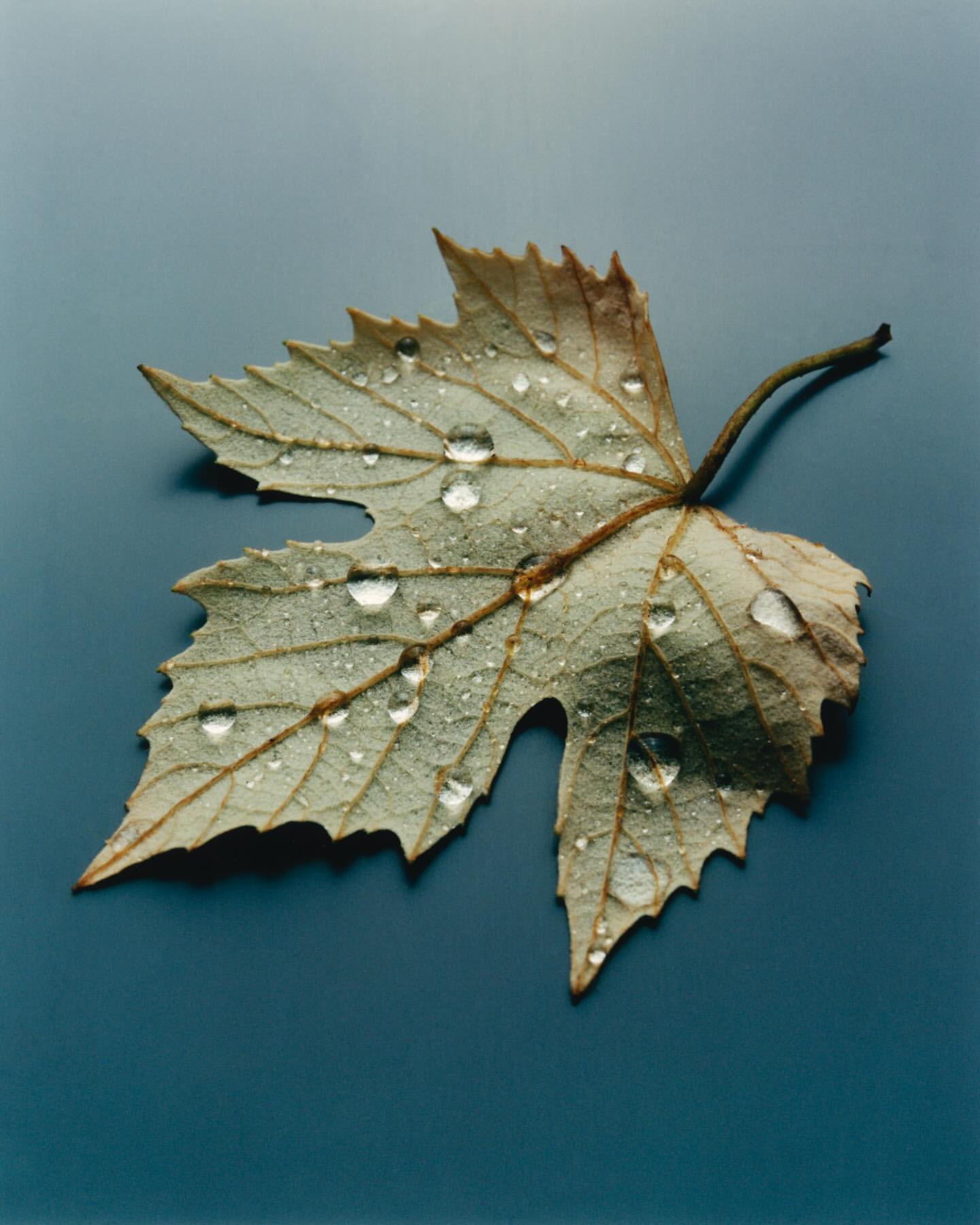 Close-up studio shot of a single translucent green leaf with serrated edges covered in water droplets against a gradient blue background.