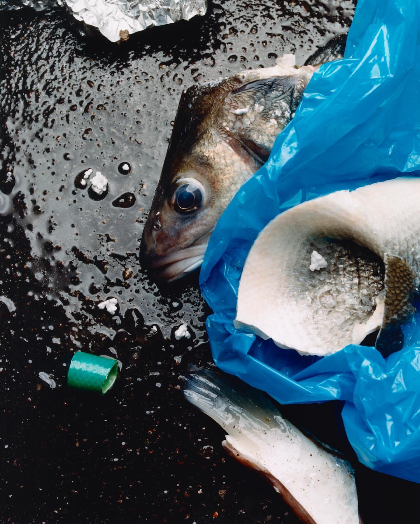 Overhead shot of fresh fish, partially enclosed in a blue plastic bag, on a dark, wet surface, offering a unique food still life.