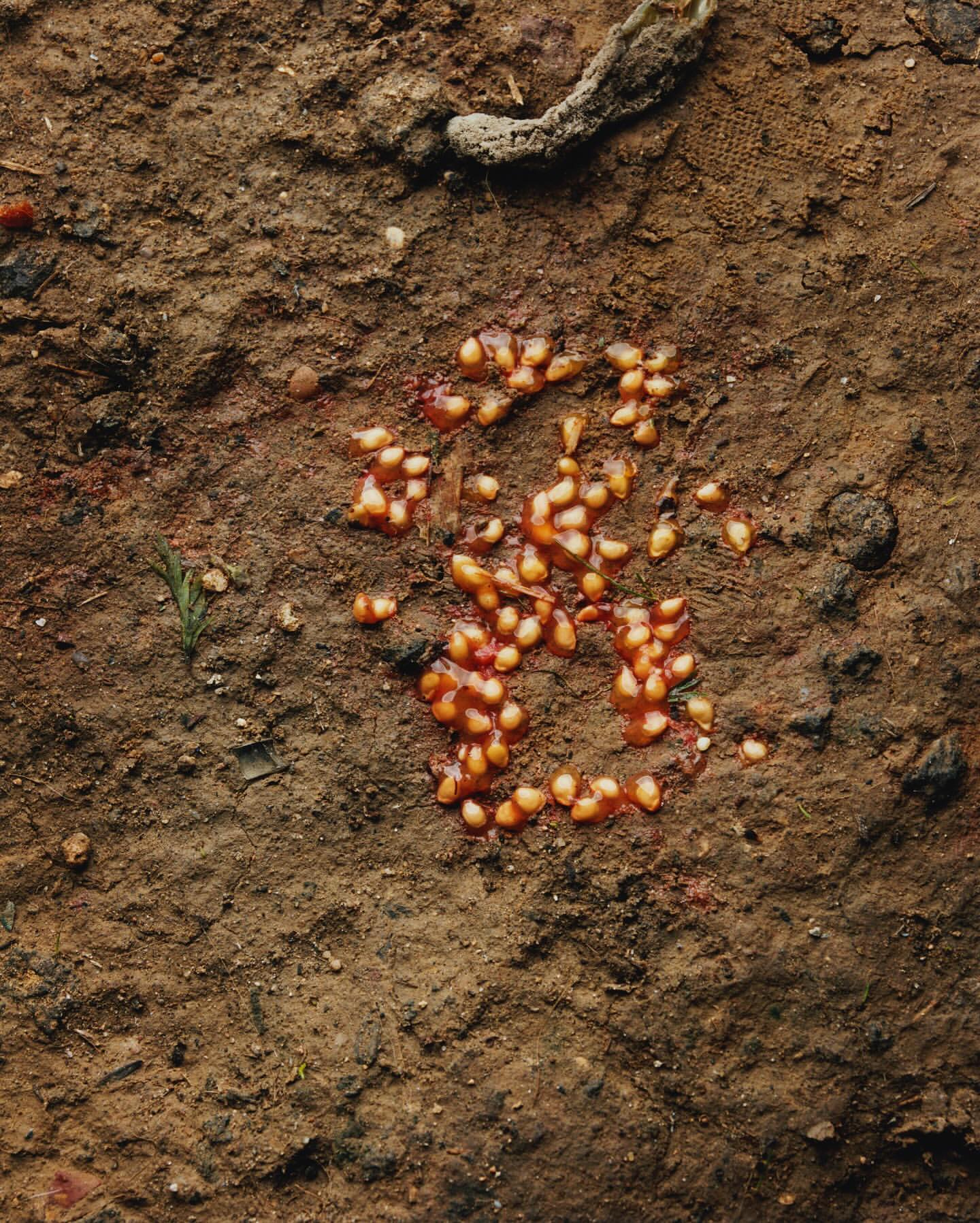 Close-up shows cluster of small, round, light-colored seeds in a puddle of red liquid on brown soil, creating a textured, natural scene.