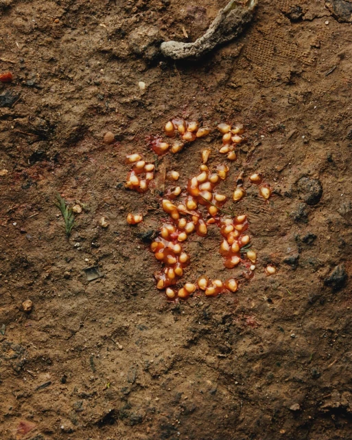 Close-up shows cluster of small, round, light-colored seeds in a puddle of red liquid on brown soil, creating a textured, natural scene.