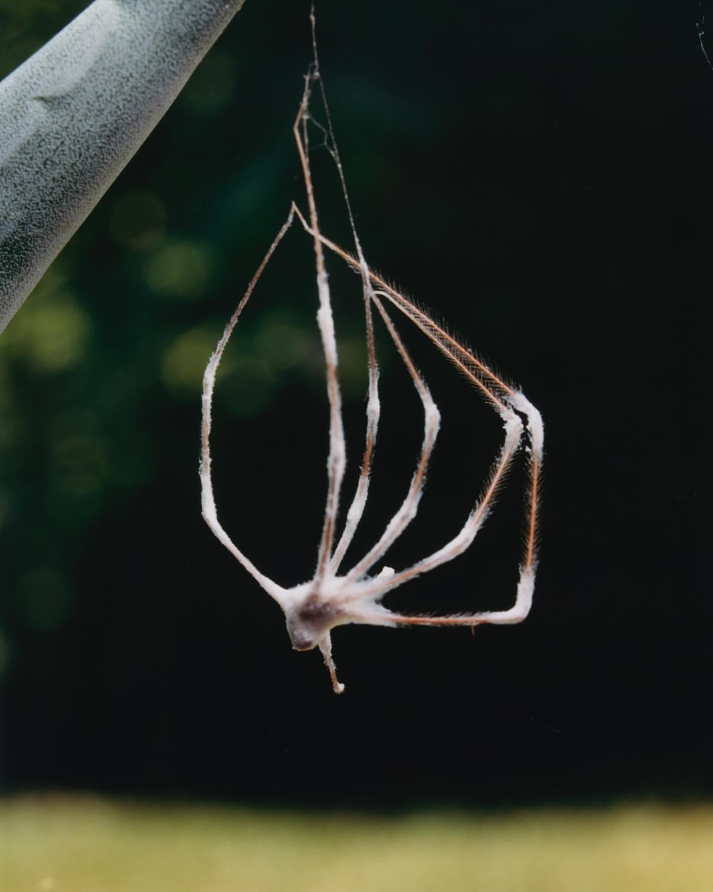 Macro photograph of a dead or molted spider suspended in its web in a natural environment with dark, blurred background, shot in portrait orientation.