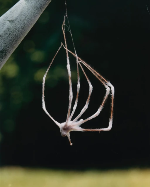 Macro photograph of a dead or molted spider suspended in its web in a natural environment with dark, blurred background, shot in portrait orientation.