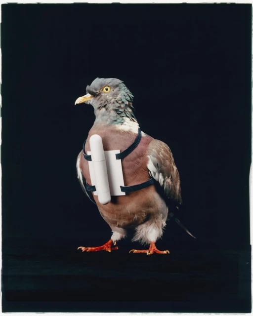 Pigeon portrait in a dark studio. The pigeon is wearing a small white backpack. The bird faces forward with a neutral expression.