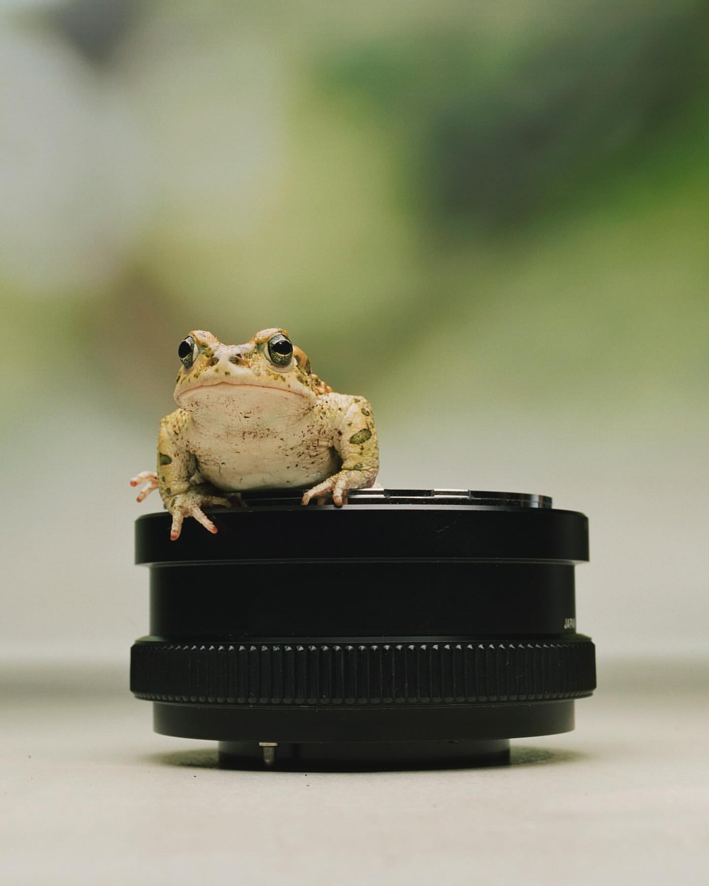 Close-up of a toad perched on top of a black camera lens, creating a whimsical and unexpected pairing against a blurry background.