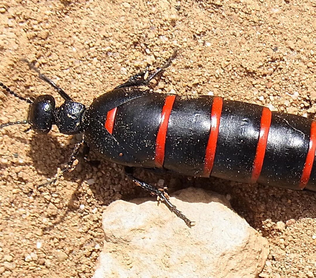 Close-up of a black beetle with red stripes on a sandy surface with a rock, showing its segmented body and detailed texture.