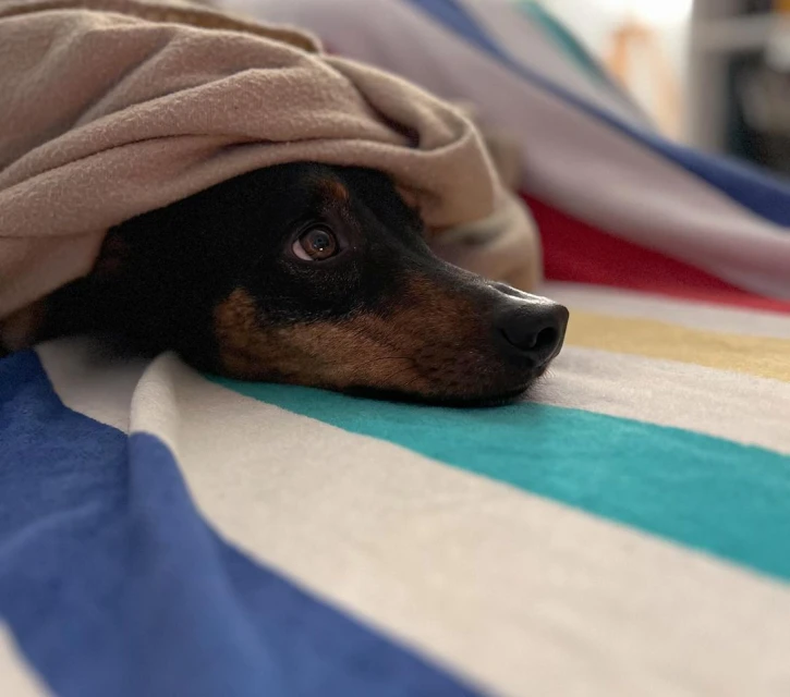 Dog partially covered with tan blanket lies on striped bedding, facing right, looking at the camera with one visible eye.