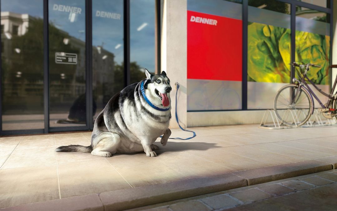 An overweight husky dog sits with its tongue out on a paved sidewalk in front of a storefront with red and green signage and a bicycle.