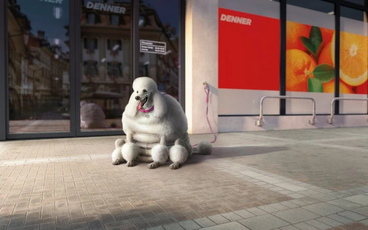 White standard poodle sits on a tiled sidewalk, with pink collar and leash, outside a DENNER grocery store with city street reflection.