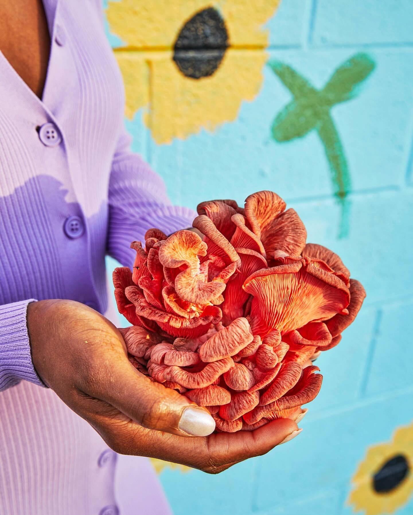 A person holding a cluster of pink oyster mushrooms in their hands against a backdrop of a painted blue wall with sunflowers.
