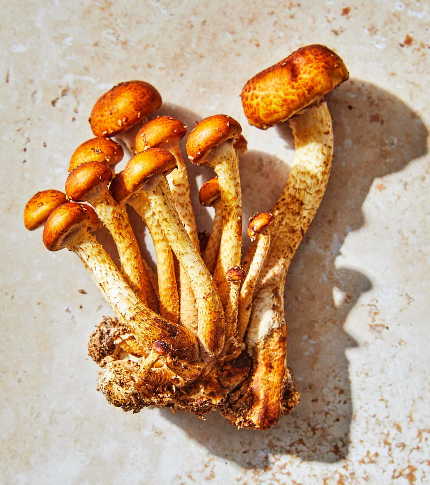 Cluster of honey mushrooms on a beige surface, highlighting their brown caps and light stems, with natural shadows adding depth.