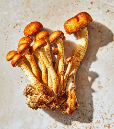 Cluster of honey mushrooms on a beige surface, highlighting their brown caps and light stems, with natural shadows adding depth.