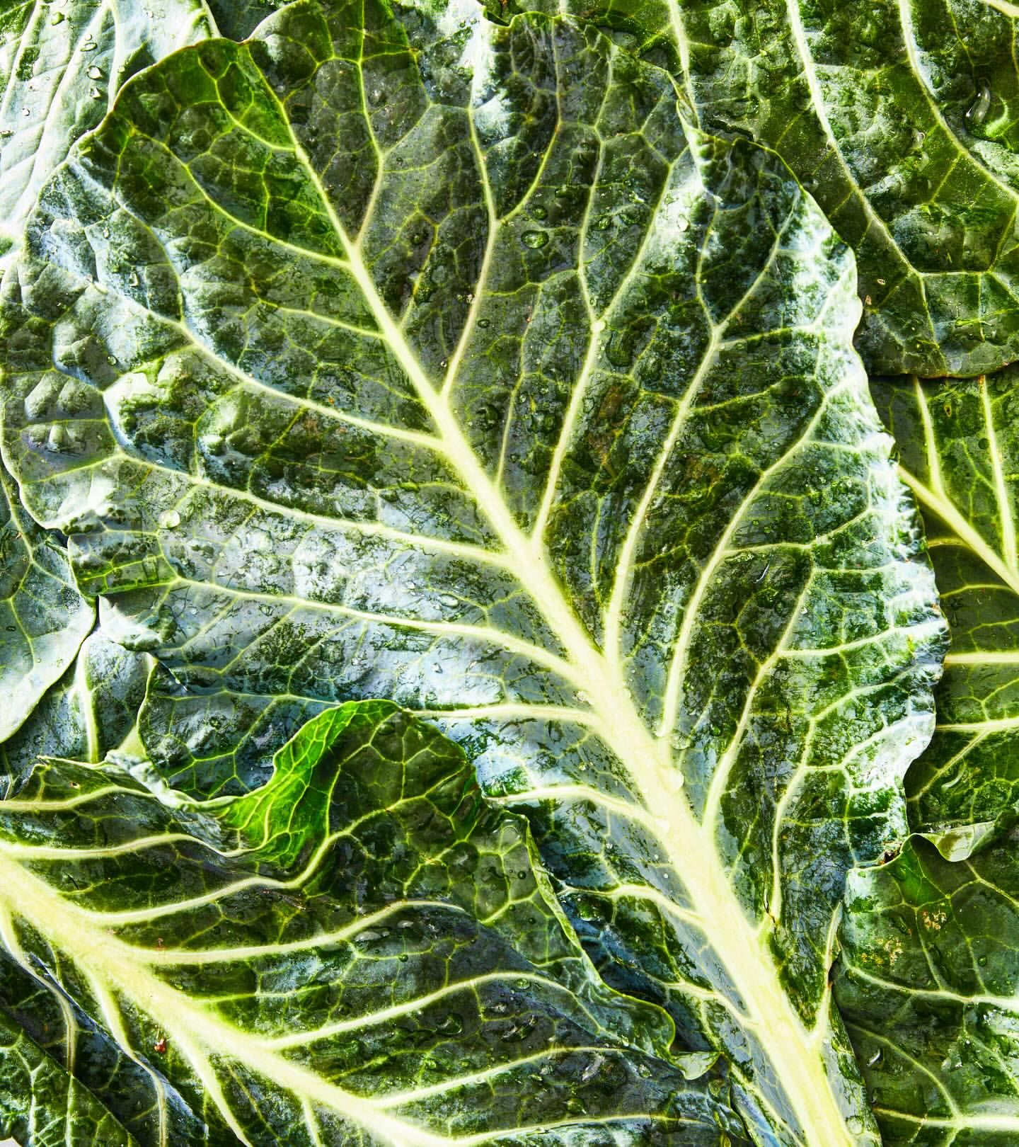Close-up shot of dark green collard greens with prominent yellow veins, showcasing fresh produce and healthy food ingredients.