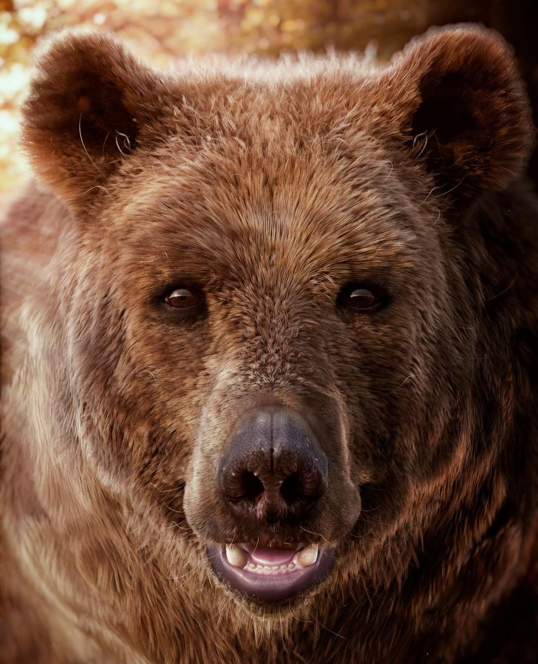 Close-up of a brown bear's face showing its fur texture, dark eyes, nose, and teeth, set against a softly blurred background.