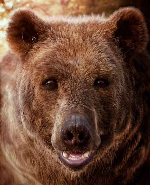 Close-up of a brown bear's face showing its fur texture, dark eyes, nose, and teeth, set against a softly blurred background.