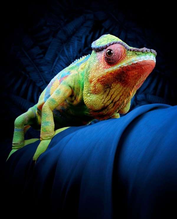 Colorful chameleon with a distinct crown posing on a blue surface against a black background with dark textured elements.