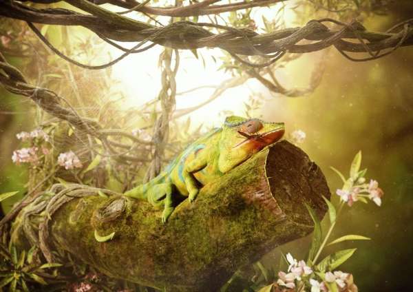 Green chameleon with blue markings rests on a mossy tree branch surrounded by vines and flowers in a softly lit outdoor jungle environment.