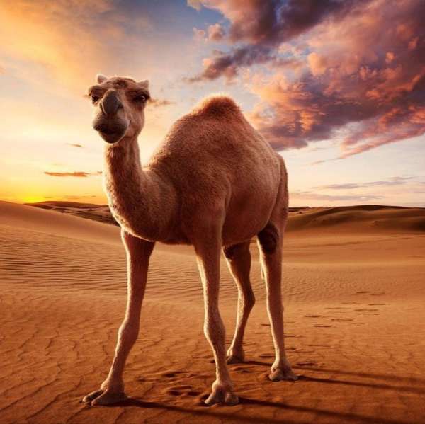 Camel stands in a desert landscape under a sky filled with golden clouds at sunset. Rippling sand dunes stretch to the horizon.