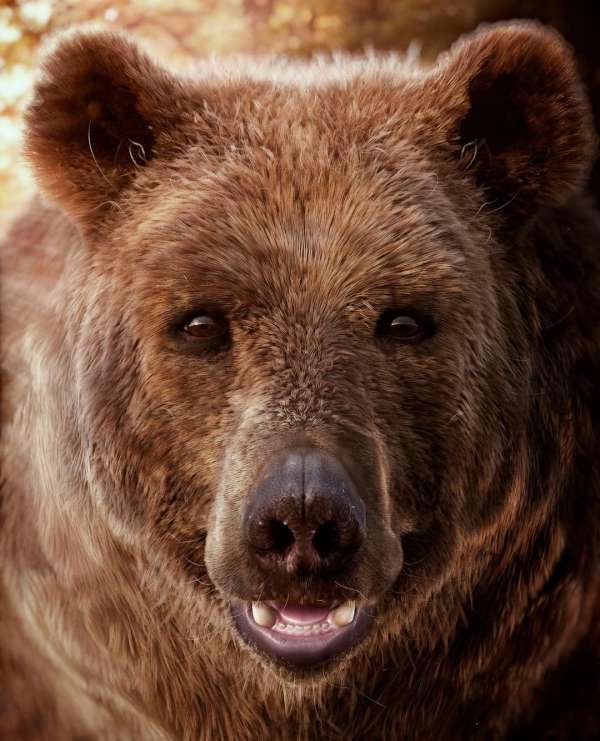 Close-up portrait of a brown bear face, showing fur texture and teeth. Animal portrait set against a soft, blurred background.