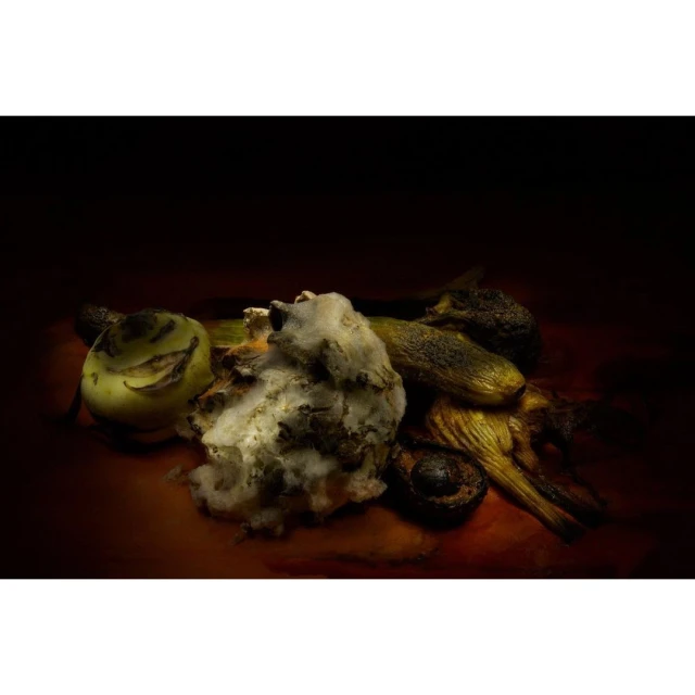 Still life of rotting vegetables and produce, with a green turnip, a zucchini, an avocado, and cauliflower against a dark brown background.