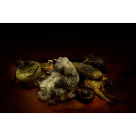 Still life of rotting vegetables and produce, with a green turnip, a zucchini, an avocado, and cauliflower against a dark brown background.