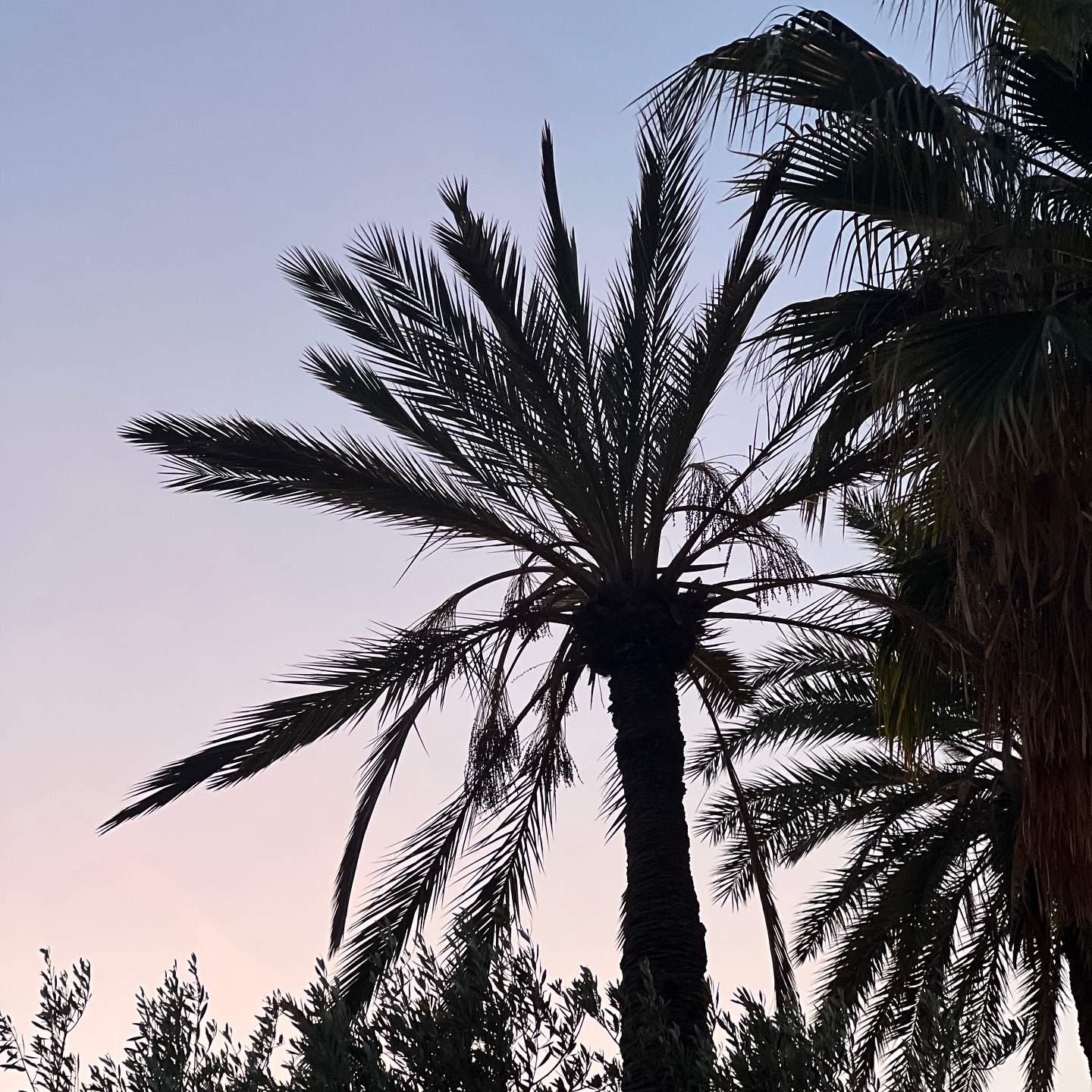 Palm trees silhouetted against a colorful twilight sky. The sky shows hues of purple and blue as the day transitions into night.