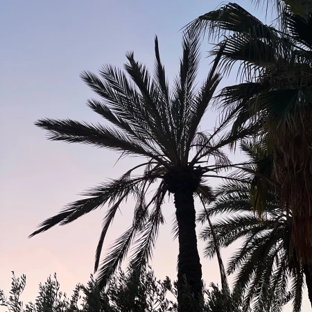 Palm trees silhouetted against a colorful twilight sky. The sky shows hues of purple and blue as the day transitions into night.