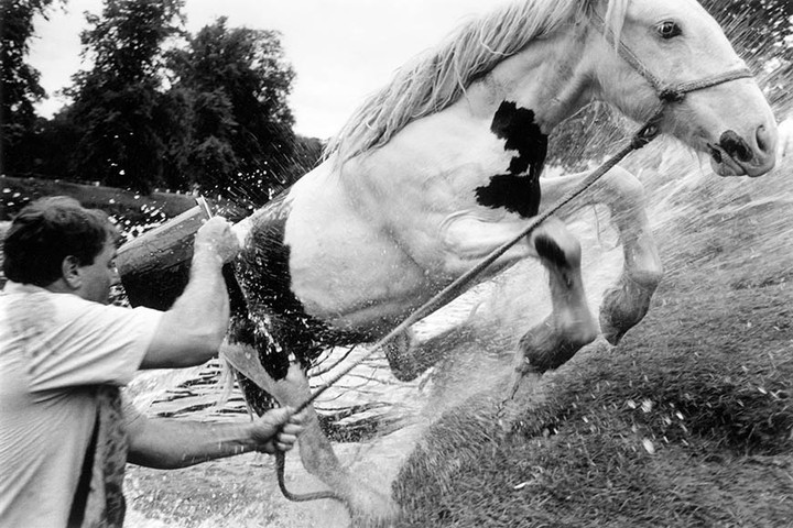 Man washing a white and black horse with a bucket in a green grassy field with trees in the background, captured in black and white.