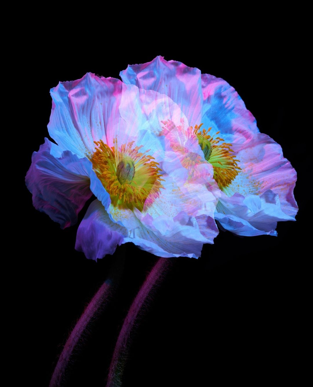 Close-up of two overlapping white poppy flowers with pink and blue color grading against a black background, emphasizing their delicate petals.