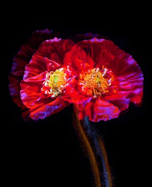 Close-up photograph of two red poppy flowers with yellow centers and slender stems against a stark black background.