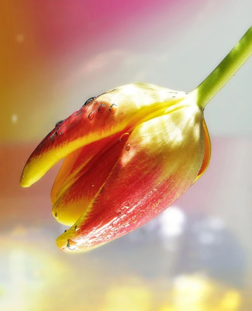 Close-up studio shot of a vibrant tulip flower with water droplets on its petals, set against a soft-focus, multi-colored background.