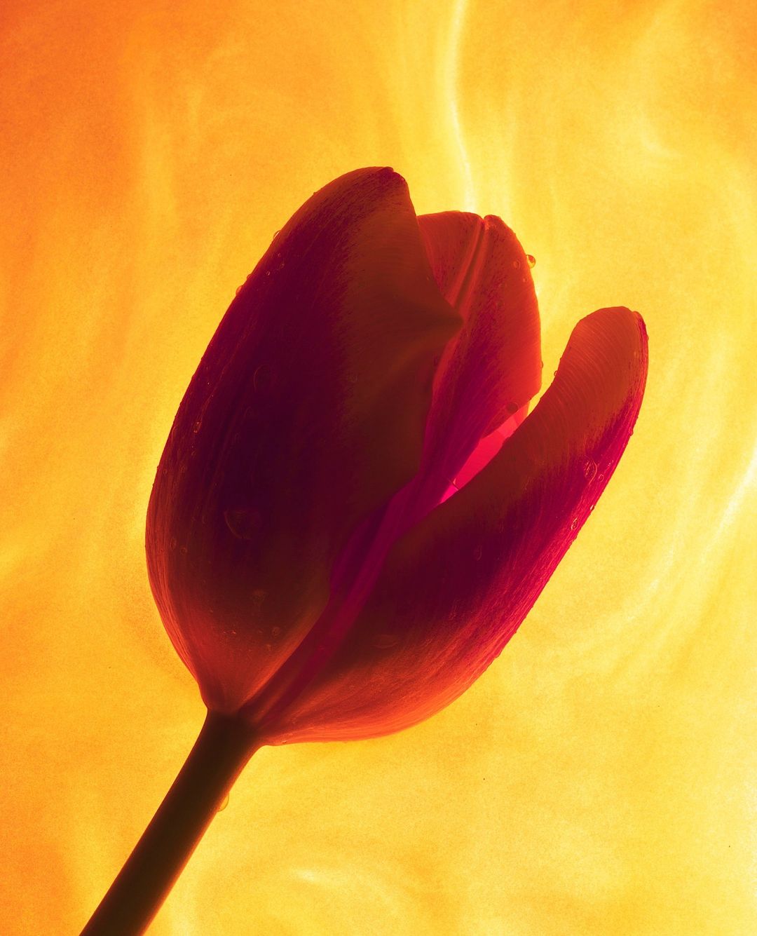 Close-up studio shot of a single red tulip in full bloom against a warm orange gradient background creating a soft, diffused lighting effect.