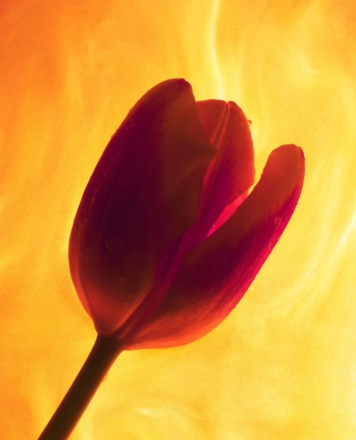 Close-up studio shot of a single red tulip in full bloom against a warm orange gradient background creating a soft, diffused lighting effect.