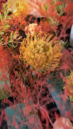 Floral arrangement featuring orange pincushion protea flowers with thin red branches in a decorative display, close-up shot.