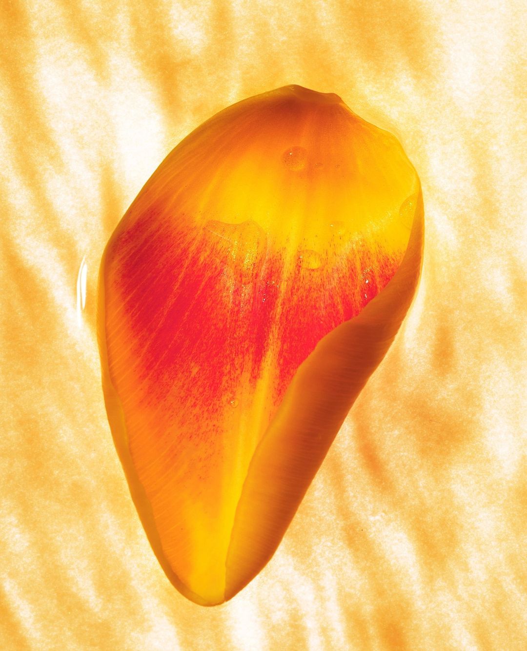 Close-up of a yellow and red tulip petal with water droplets, set against a textured orange background with soft lighting.