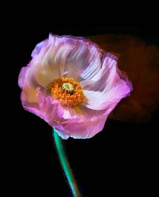 Close-up of a single poppy flower with delicate pink and white petals, a vibrant orange center, and a slender green stem on a black background.