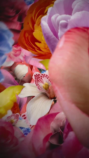 Close-up of colorful floral arrangement with pink, yellow, and white petals creates a vibrant and organic composition.