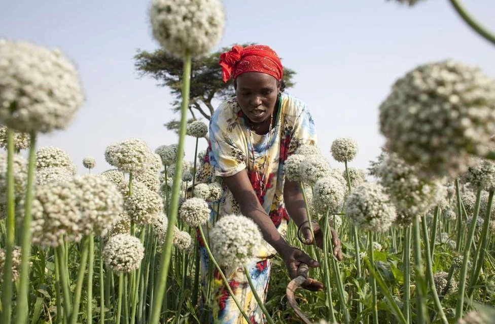 African woman harvesting crop of flowering onions in a field. Close-up of farm worker wearing a headscarf, tending to onion seed pods.